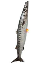 Barracuda Fish, 1 Stk.