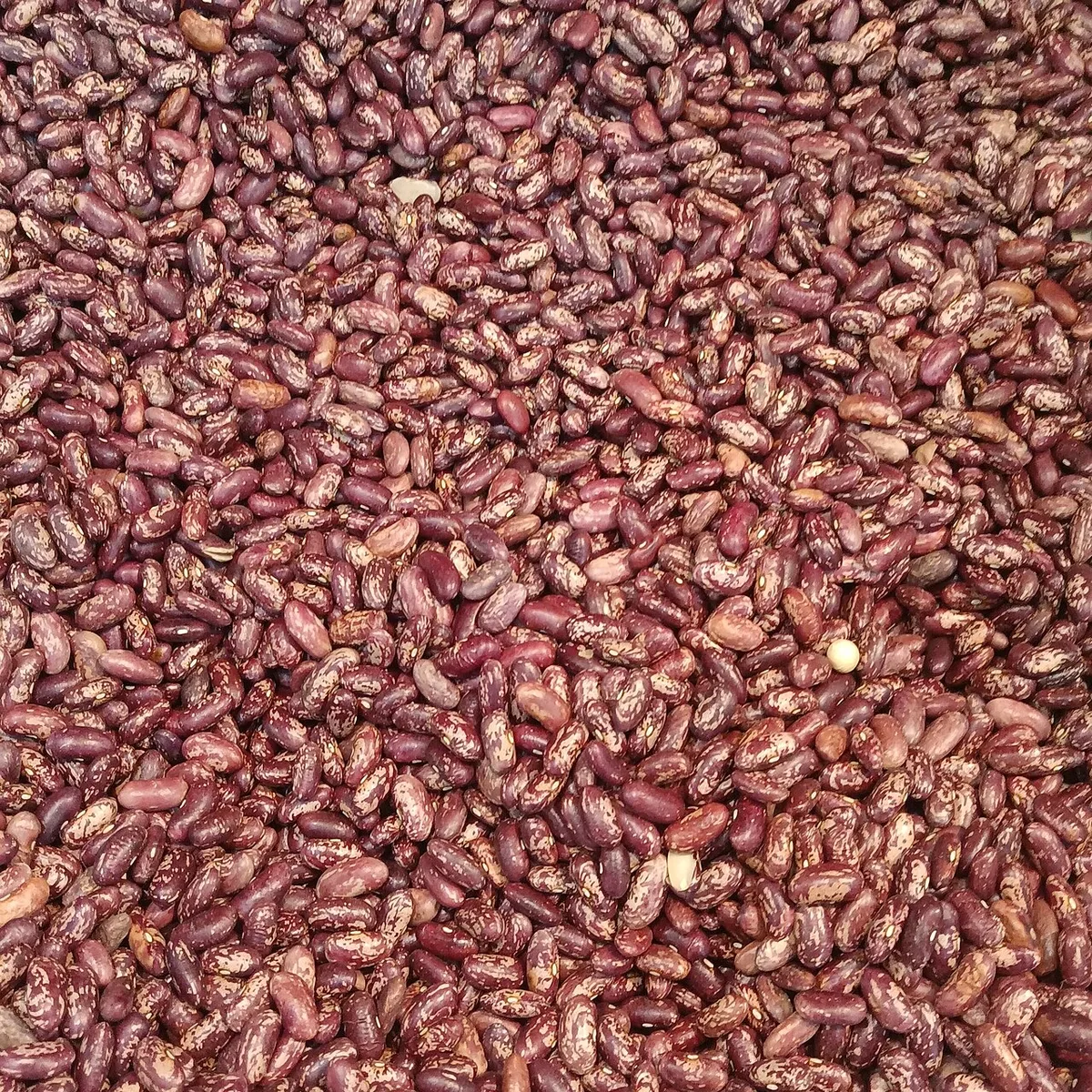 Dried kidney beans