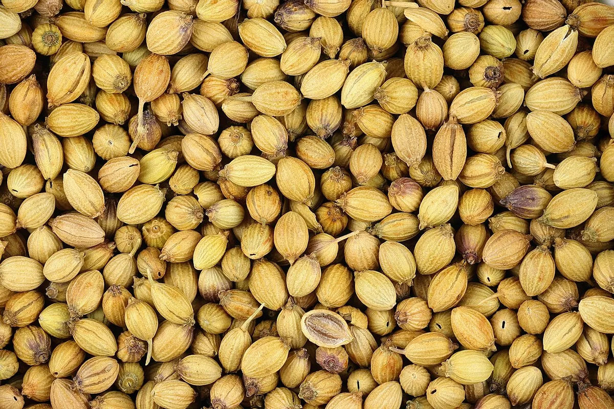 Whole coriander seeds