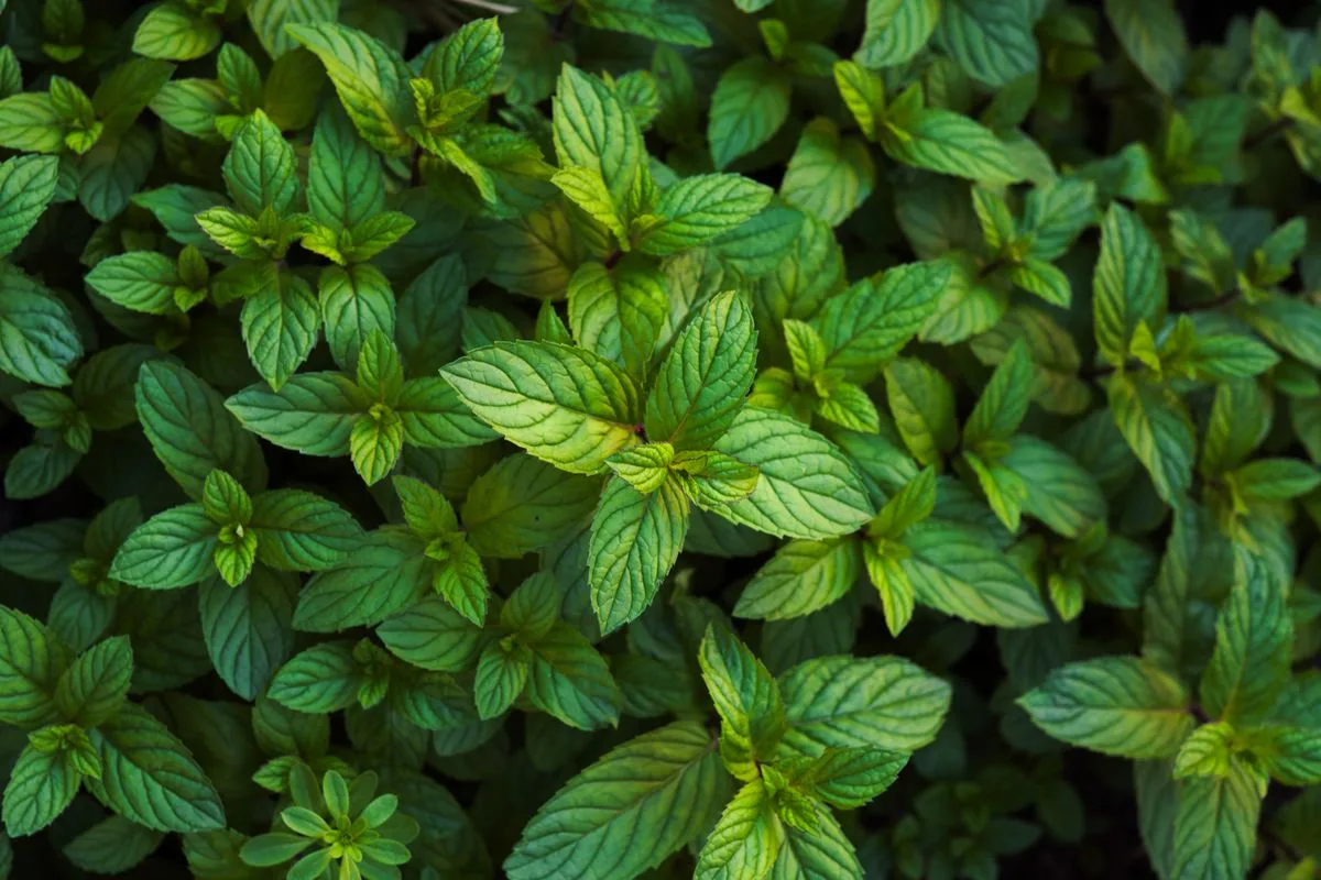 Fresh green mint leaves