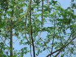 copy of Vatika Olive Hair Oil