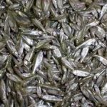 copy of Hilsha Fish, Elish Fisch, 500-700g, per stk