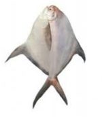 copy of Hilsha Fish, Elish Fisch, 500-700g, per stk