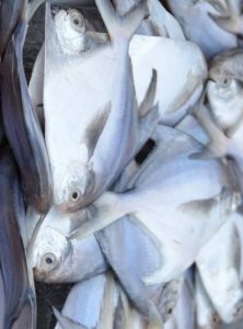 Silver Pomfret Fish, Fisch, Silver Butterfisch, Rupchada Maach, রূপচাঁদা মাছ, Tukwila-ZaZu Online Grocery Store In Germany