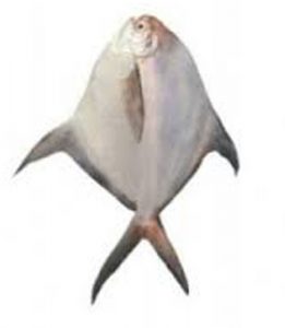 Silver Pomfret Tukwila-ZaZu Online grocery Store in Germany