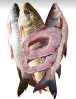 Rui Mach Ruhu Karpen-Fish Fisch_Tukwila-Online Market-in Germany