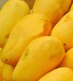Sindhri-mango-b- Mango-Tukwila online market Germany