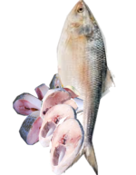 Hilsha_Elish_ILish-Maach Fish Fisch_Tukwila-online Suermarket in Germany
