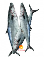 Horse Mackerel Bigger Indian Mackerel Kingfish Königsfisch_Tukwila-ZaZu online Market in Germany