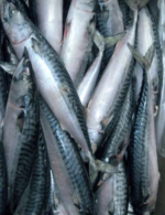 Indian Horse Mackerel fish Fisch-1kg-Tukwila online Market in Germany