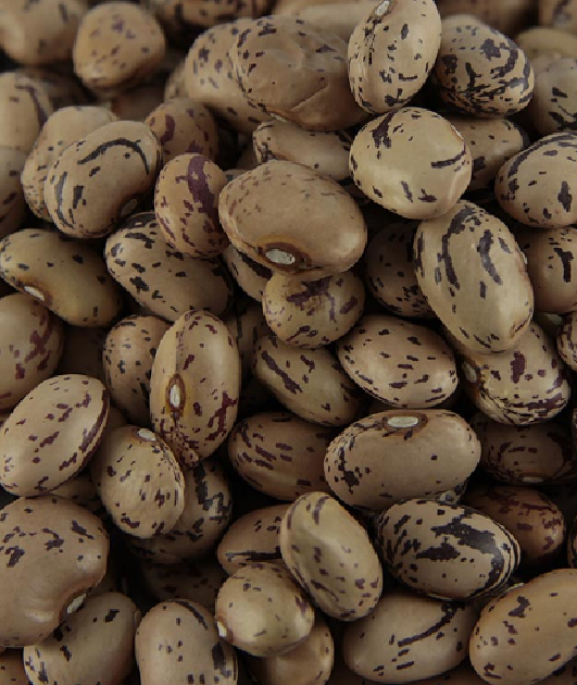 TRSHeera Rosecoco Beans, فاصوليا, Wachtelbohnen, 2kg Tukwila