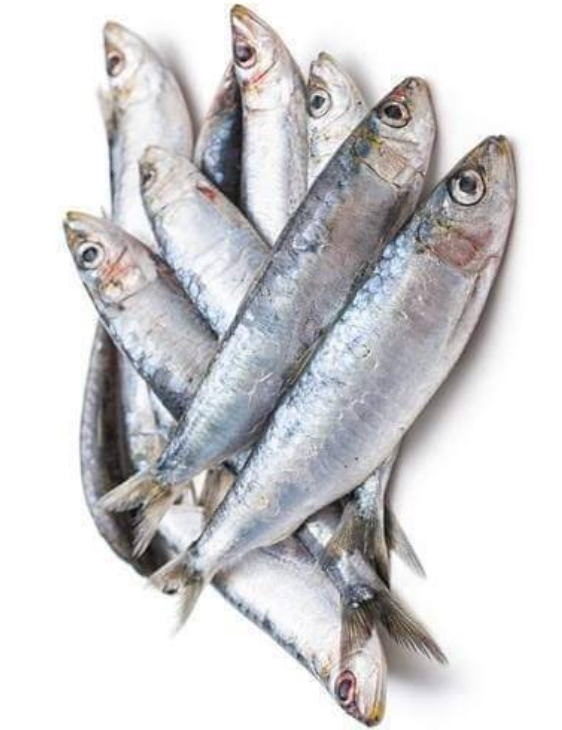 Sardine-Fish-mach-Tukwila online market Germany