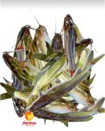 Tengra fish Tangra, Tyngra fisch_a_Tukwila online Market in Germany