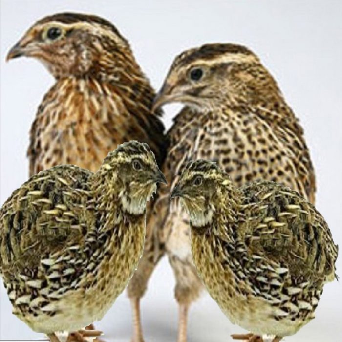 Koel, Koyel, Quail Bird Meat, halal, 4-pcs-Pack - Tukwila - Online Desi