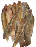 Bele Sandy Goby fish, tukwila online market in Germany