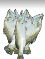 Koral Bhetki Vetki Bamoundi Fisch Fish_b_ tukwila online line market in Germany