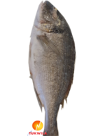 Dorado Fish Fisch Mahi fish Searbream wes_b_Tukwila online market in Germany