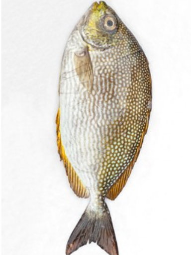 Rabbit Fush-1kg-Tukwila online market Germany