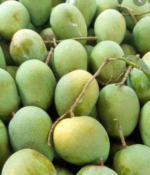 HeemSagor Desi sweet Mango-3-Tukwila online market Germany