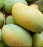 Rupali Desi sweet Mango-Tukwila online market Germany
