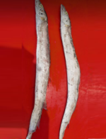 Bain Churi mach Ribbonfish Silver belt Fisch_1_ Tukwila Online Market in Germany