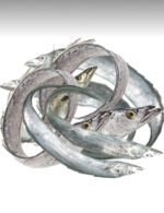 Bain Churi mach Ribbonfish Silver belt Fisch_1_ Tukwila Online Market in Germany