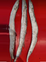 Bain Churi mach Ribbonfish Silver belt Fisch_1_ Tukwila Online Market in Germany