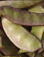 Bengali Sim Seem Bohnen, Green Beans, Papri-3-Tukwila online Market in Germany