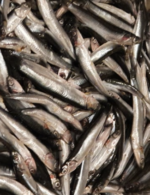 Anchovy Mola Mouralla Fisch Fish_tukwila online line market in Germany