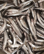 Anchovy Mola Mouralla Fisch Fish_tukwila online line market in Germany