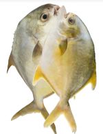 Golden Pomfret Rupchanda Rupchada Butter Fisch Fisch_ Tukwila Online Market in Germany