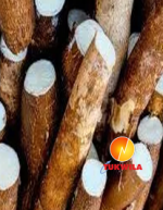 Cassava_Tukwila online store in germany